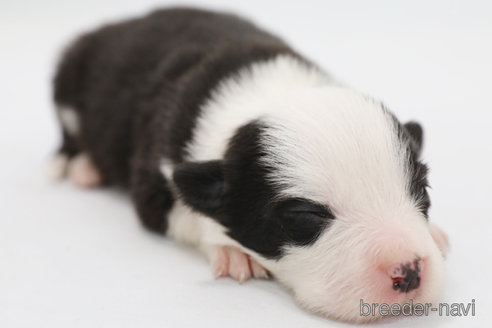 成約済の神奈川県のボーダーコリー-359957の7枚目